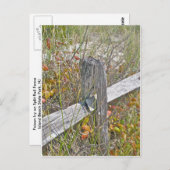 Carte Postale Clôture et poison Ivy IBSP NJ Éléments de coordina (Devant / Derrière)