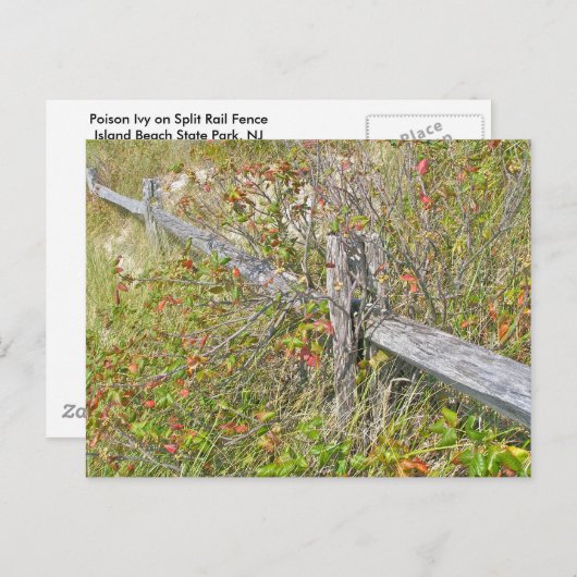 Carte Postale Clôture et poison Ivy IBSP NJ Éléments de coordina (Devant / Derrière)