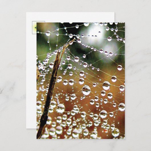 Carte Postale Clôture tombée recouverte de rosée, Spider Web (Devant / Derrière)