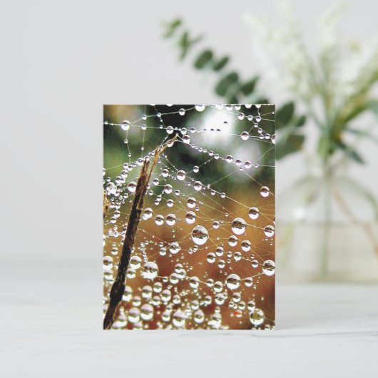 Carte Postale Clôture tombée recouverte de rosée, Spider Web (Debout devant)