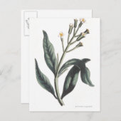 Carte Postale Clou de girofle (Devant / Derrière)