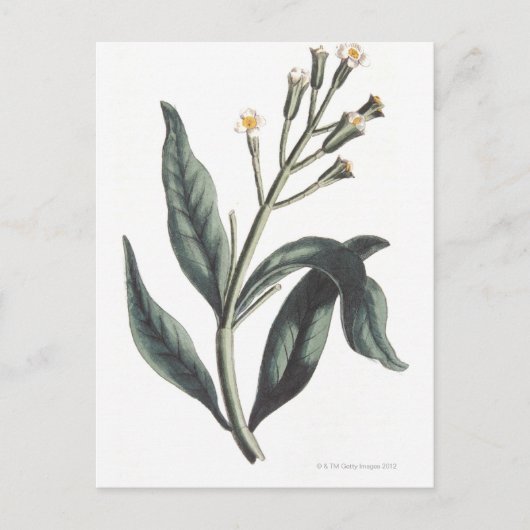 Carte Postale Clou de girofle (Devant)