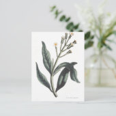 Carte Postale Clou de girofle (Debout devant)