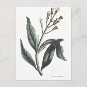 Carte Postale Clou de girofle