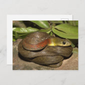 Carte Postale Clou rouge (Devant / Derrière)