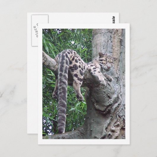 Carte postale Cloud Leopard (Devant / Derrière)
