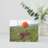 Carte postale Cloudberry (Debout devant)