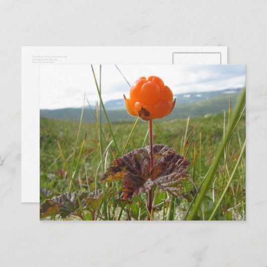 Carte postale Cloudberry (Devant / Derrière)
