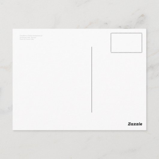 Carte postale Cloudberry (Dos)