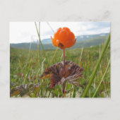 Carte postale Cloudberry (Devant)