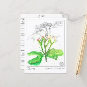 Carte Postale Clove Materia Medica Monograph Herbal Study Card