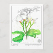 Carte Postale Clove Spice Materia Medica Monograph Herbal (Devant)