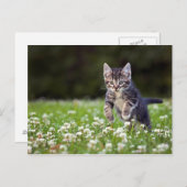 Carte Postale Clover de Kitten (Devant / Derrière)