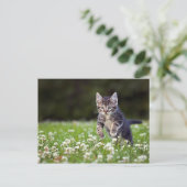 Carte Postale Clover de Kitten (Debout devant)