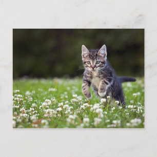 Carte Postale Clover de Kitten