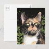 Carte Postale Clover le Calico (Devant / Derrière)