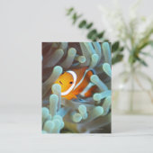 Carte Postale Clown anemonefish (Debout devant)