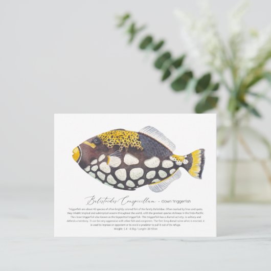 Carte postale Clown Triggerfish (Debout devant)
