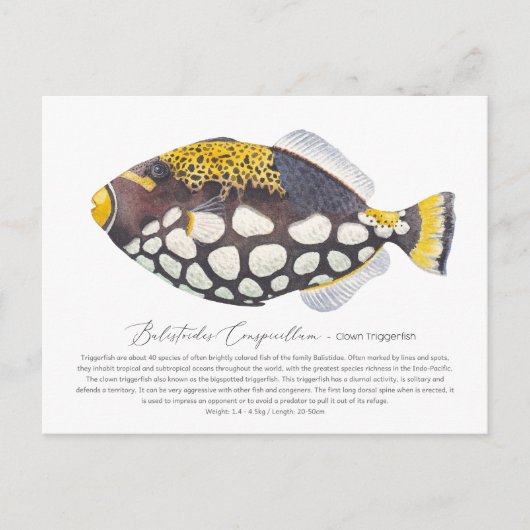 Carte postale Clown Triggerfish (Devant)