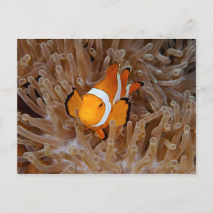 Carte Postale Clownfish - Molokai