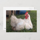 Carte Postale Cluck - poulet blanc sucré (Devant / Derrière)