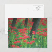 Carte Postale Cluster-amaryllis (Devant / Derrière)