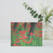 Carte Postale Cluster-amaryllis (Debout devant)