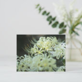 Carte Postale Cluster Amaryllis:Postcard (Debout devant)