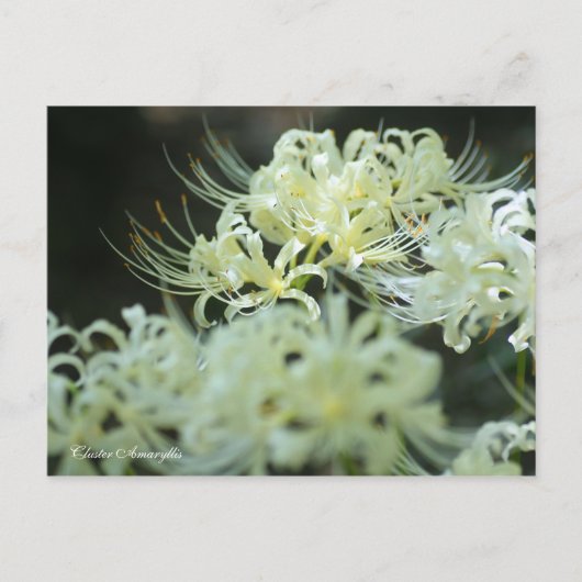 Carte Postale Cluster Amaryllis:Postcard (Devant)