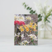 Carte Postale Cluster Amaryllis [Postcard] (Debout devant)