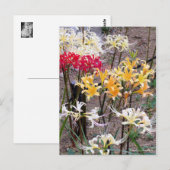 Carte Postale Cluster Amaryllis [Postcard] (Devant / Derrière)