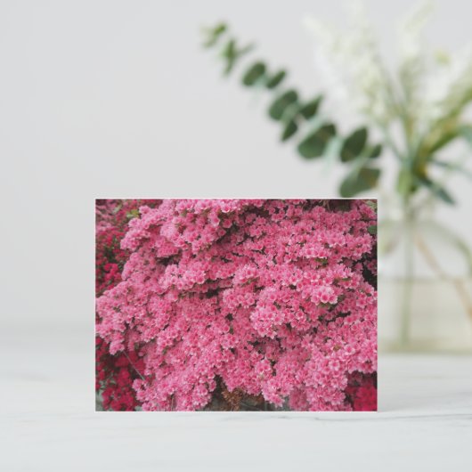Carte Postale Cluster Azalea (Debout devant)