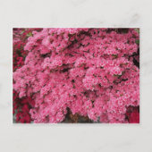 Carte Postale Cluster Azalea (Devant)