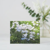 Carte Postale Cluster de flux (Debout devant)