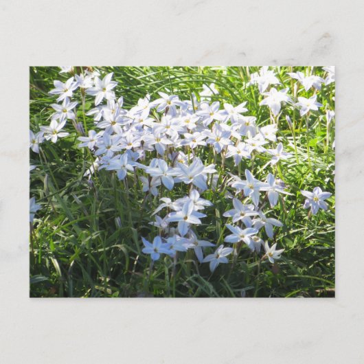 Carte Postale Cluster de flux (Devant)