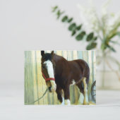 Carte Postale Clydesdale (Debout devant)