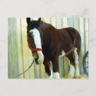 Carte Postale Clydesdale