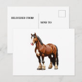 Carte Postale Clydesdale (Devant / Derrière)