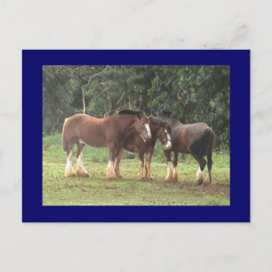 Carte postale Clydesdale