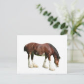 Carte Postale clydesdale (Debout devant)