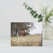Carte Postale Clydesdale (Debout devant)
