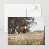Carte Postale Clydesdale (Devant / Derrière)