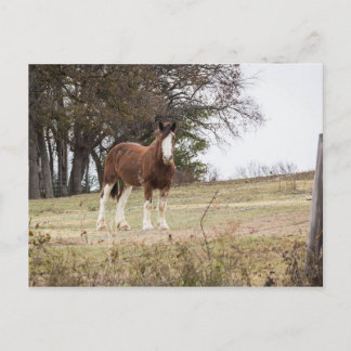 Carte Postale Clydesdale