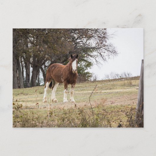 Carte Postale Clydesdale (Devant)