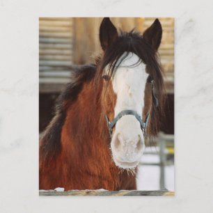 Carte Postale Clydesdale