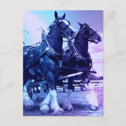 Carte postale Clydesdale (Devant)