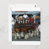 Carte Postale Clydesdale 6 cheval hitch (Devant / Derrière)