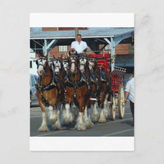 Carte Postale Clydesdale 6 cheval hitch (Devant)