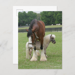 Carte Postale Clydesdale debout au-dessus de Miniature Pony