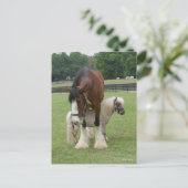Carte Postale Clydesdale debout au-dessus de Miniature Pony (Debout devant)